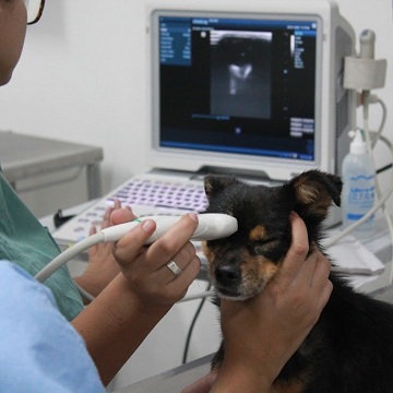 oftalmologia em pequenos animais