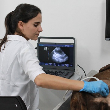 ultrassonografia e m pequenos animais