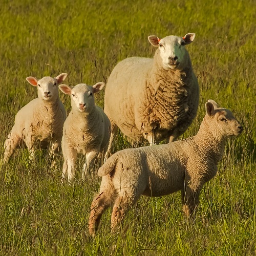 ultrassonografia em ovinos