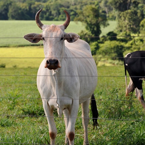 manejo reprodutivo de bovinos de corte