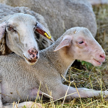 ultrassonografia gestacional em ovelhas 