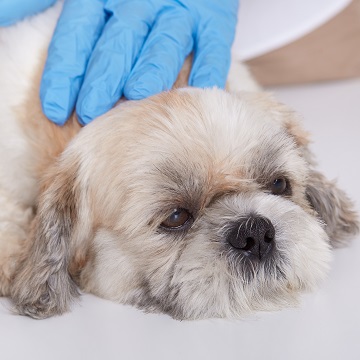 Ultrassonografia cervical em cães