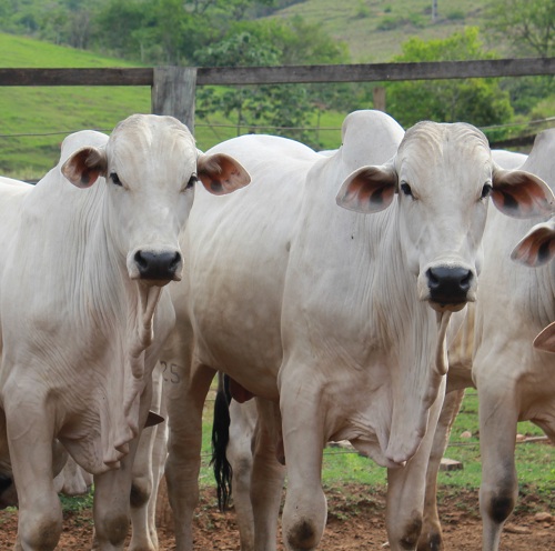 produção e reprodução bovina