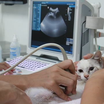 Ultrassonografia em felinos