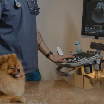 Como estruturar o setor de diagnóstico por imagem em clínicas veterinárias