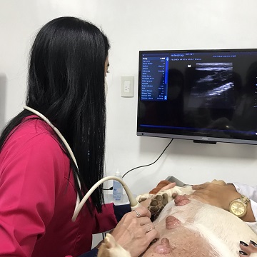 ultrassonografia gestacional em cadelas 