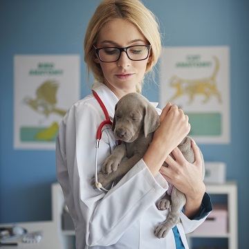 como abrir uma clínica veterinária