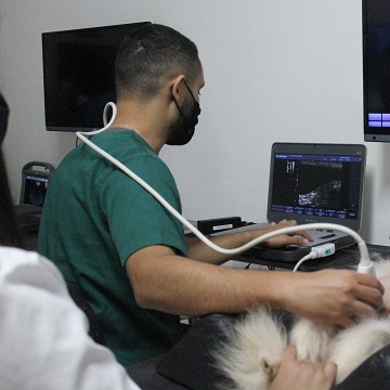 otimização de imagem no ultrassom veterinário