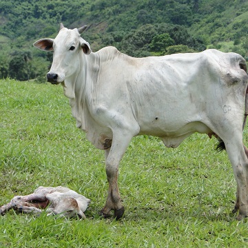 Gestação bovina