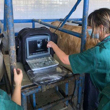 ultrassonografia transretal em bovinos