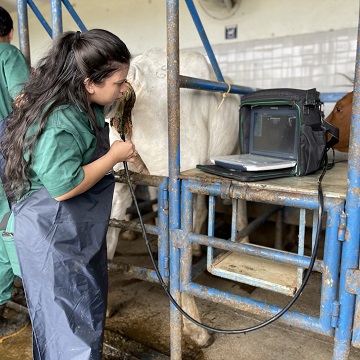 exame ultrassonográfico em bovinos