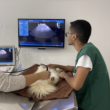 preparo para ultrassonografia em cães e gatos