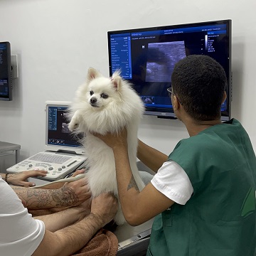 Ultrassonografia articular em cães
