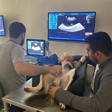 exame ultrassonográfico em pequenos animais