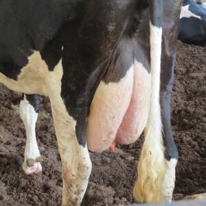 ultrassonografia das glândulas mamárias em bovinos